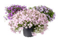 Høstphlox 17 cm potte